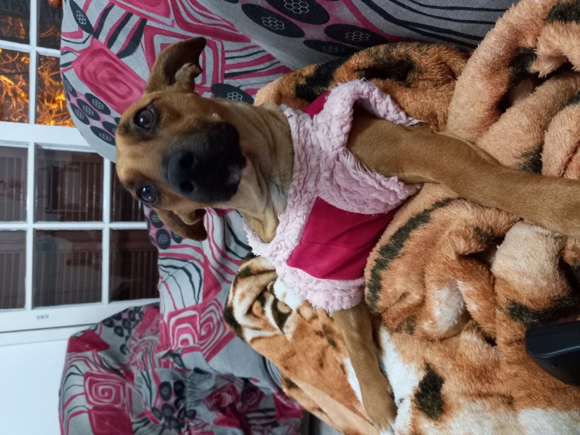 CACAU (Canino fêmea) Srd Pp C4