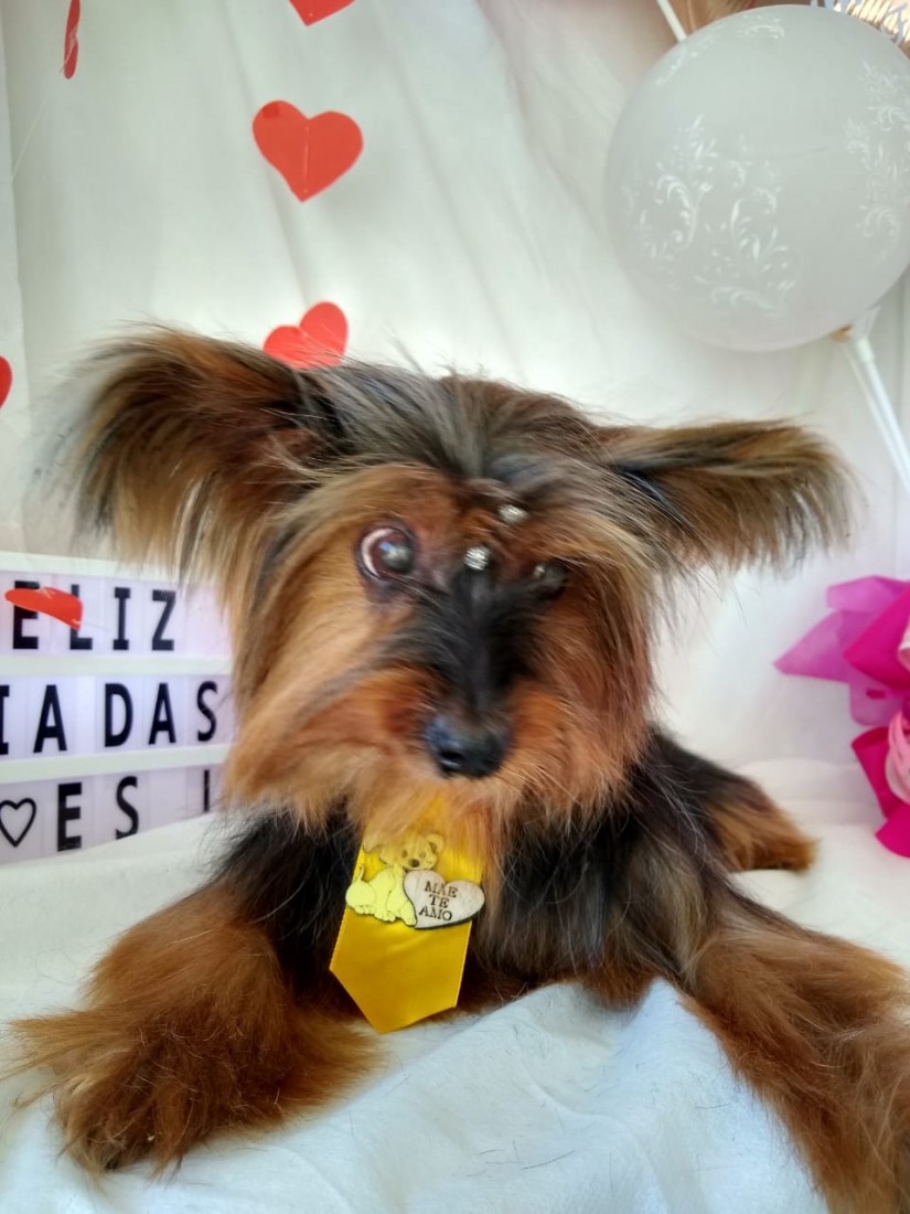 MYKE (Canino macho) Yorshire Terrier C3