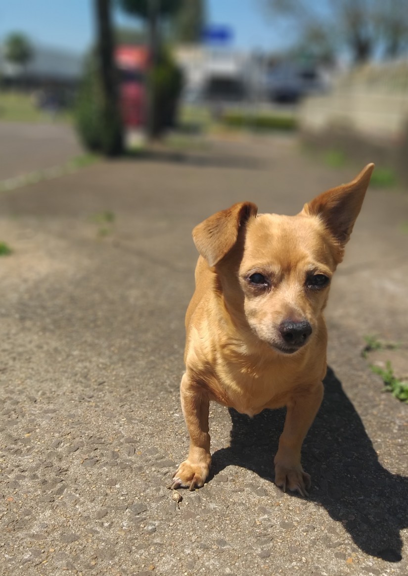 NINA (Canino fêmea) Srd Pp C3