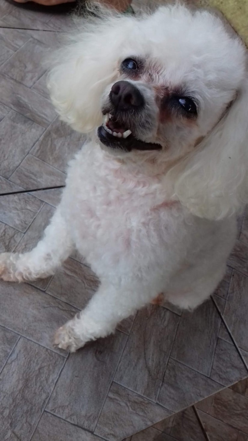 ZOEY (Canino fêmea) Poodle Micro Toy C1