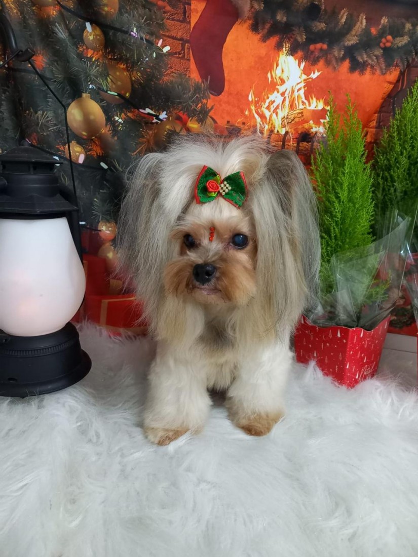 ESTELA (Canino fêmea) Yorkshire Terrier C1