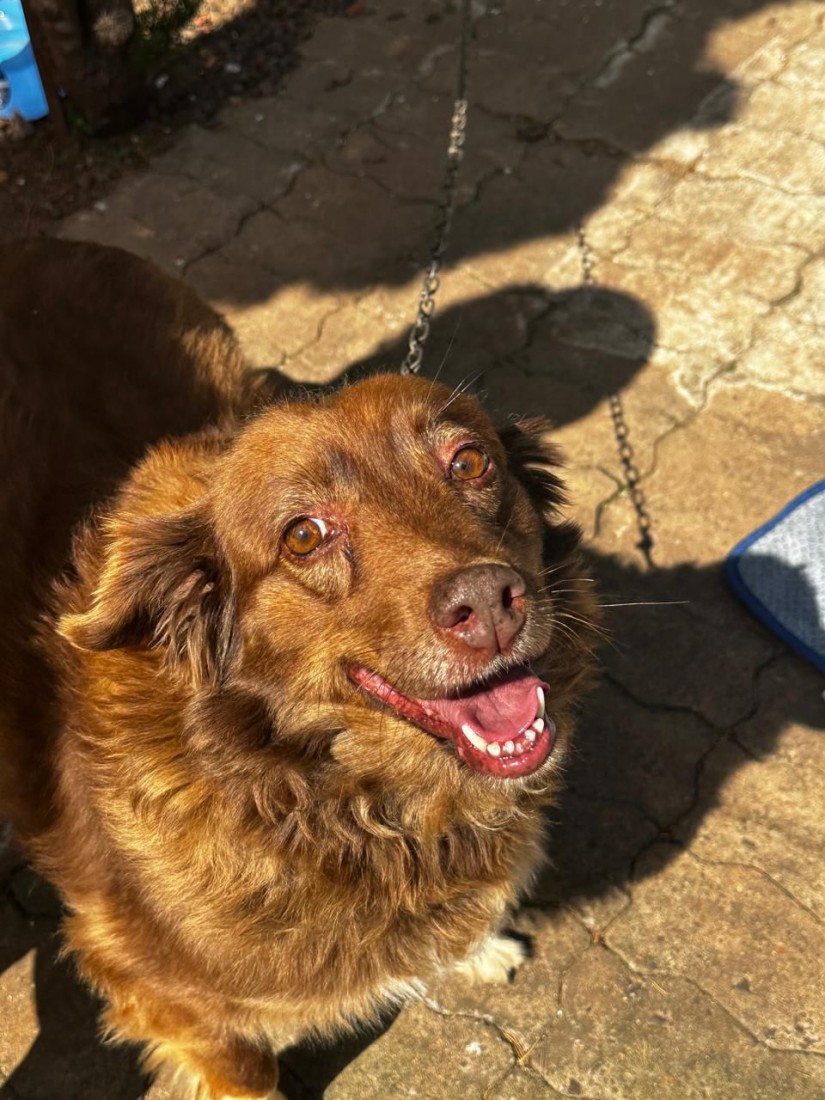 MALU (Canino fêmea) Srd Mp C1