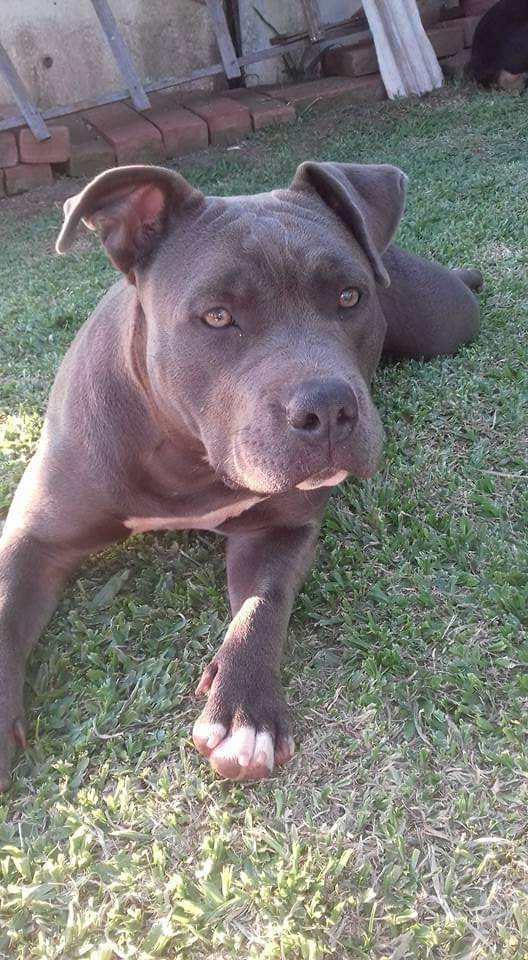 RAIKA (Canino fêmea) American Bully C2