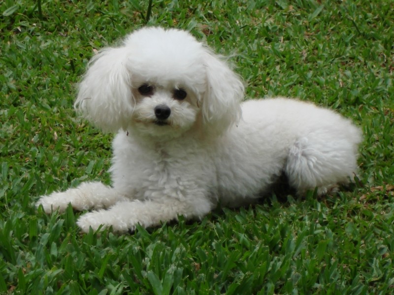 MEL (Poodle Micro Toy)