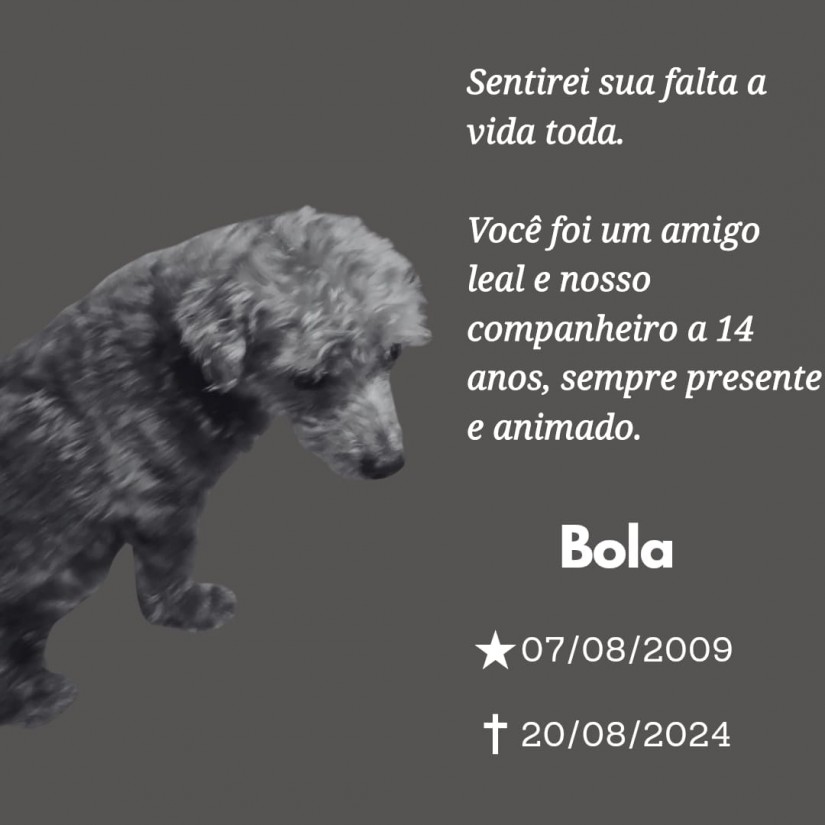 BOLA (Canino macho) Poodle C4