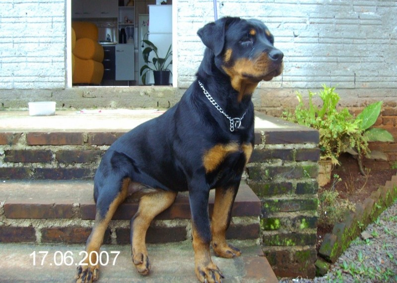 AIRA (Canino) Rottweiler