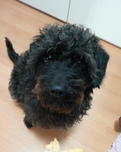 PRETO (Canino macho) Daschund/Poodle C3