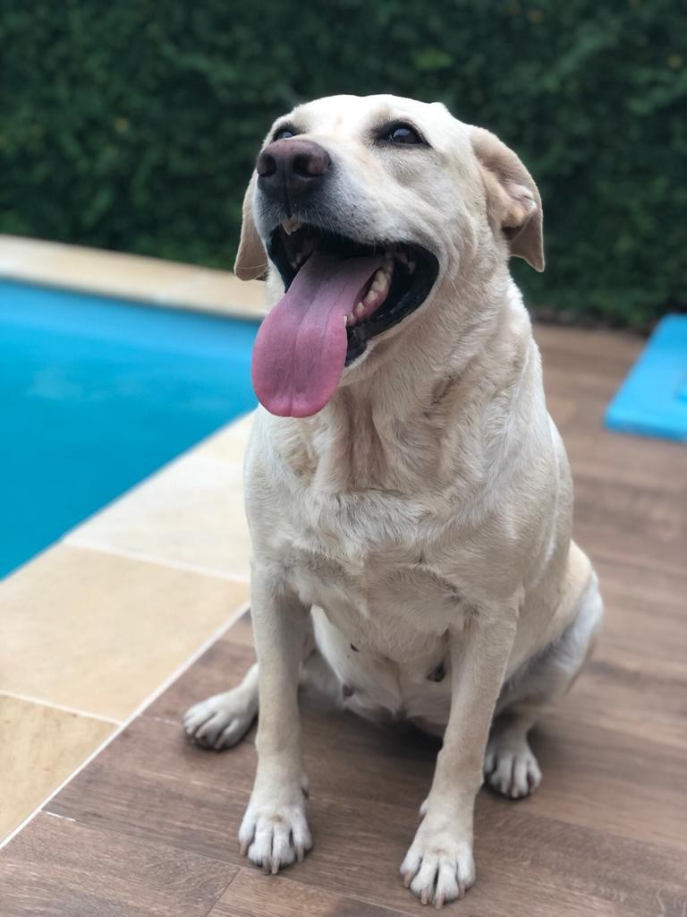 SOPHIE MARIA (Canino fêmea) Labrador C3