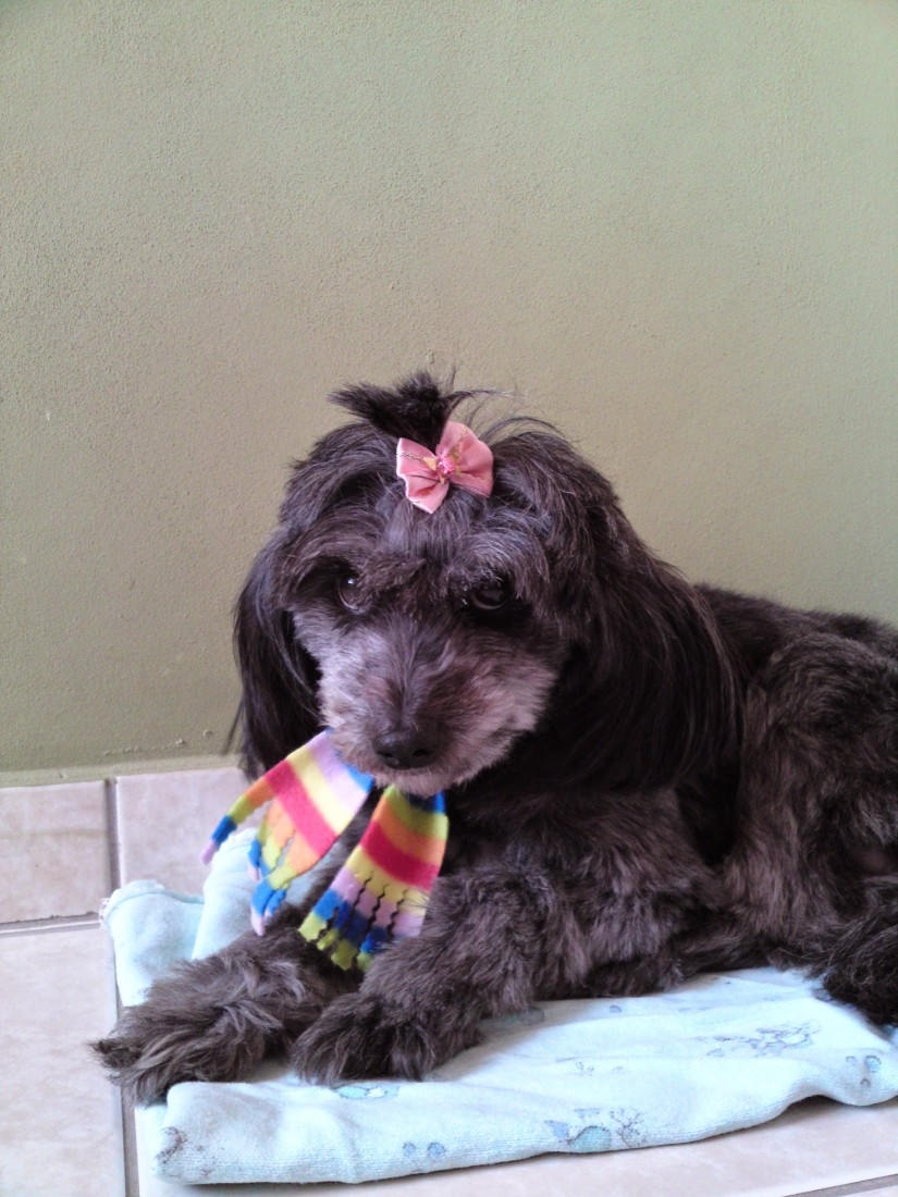 XUXA (Canino fêmea) Poodle C4
