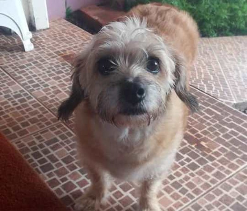 BABI (Canino) Srd