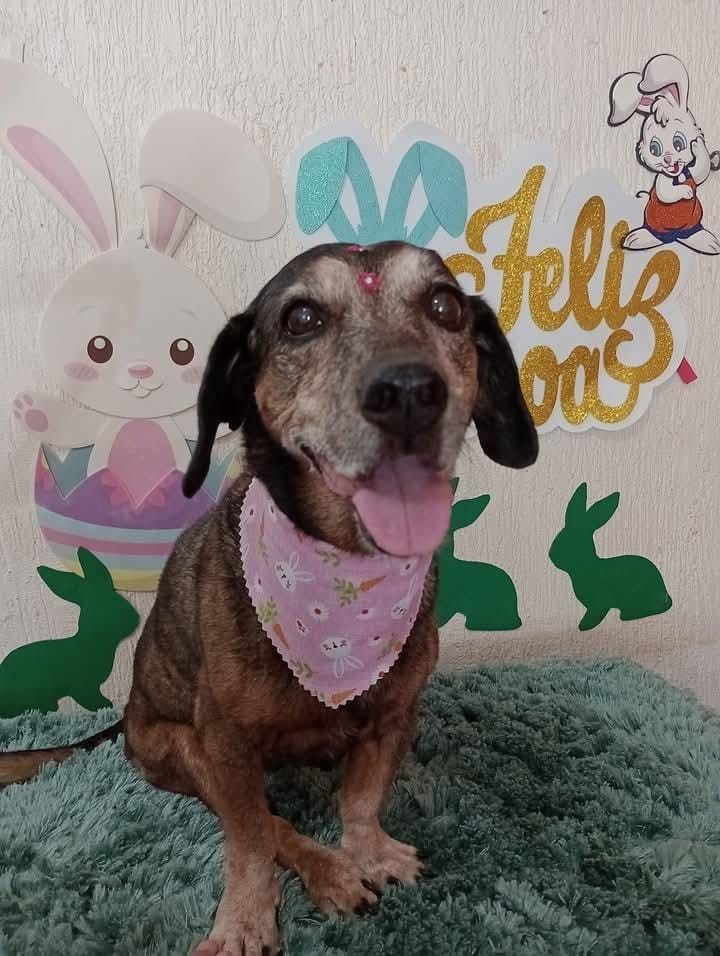 LAIKA(Canino fêmea) Daschund C2