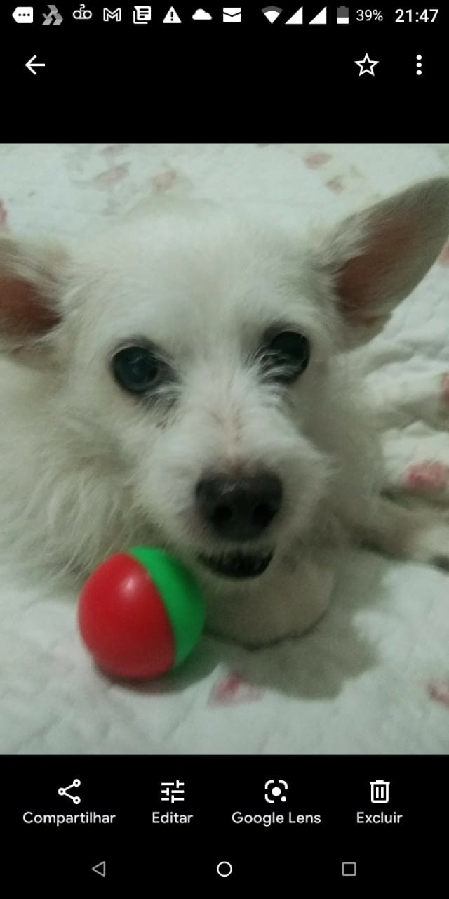ZUCA (Canino fêmea) Srd Pp C2