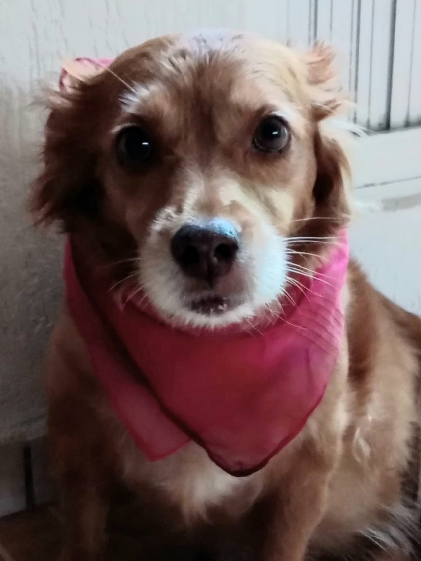 MEL (Canino fêmea) Srd Mp C2