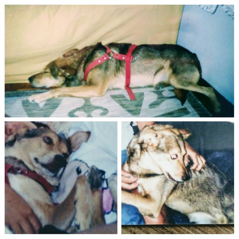REX (Canino) Srd