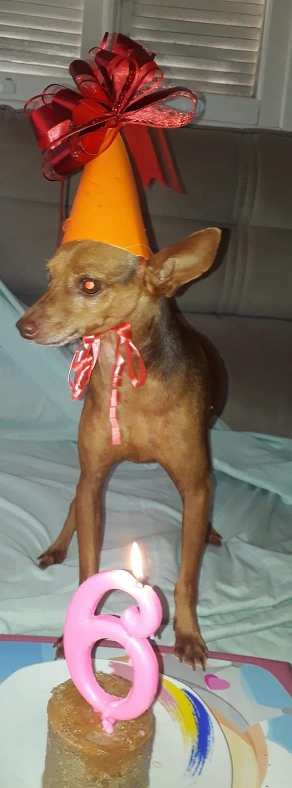 BILLY (Canino macho) Pinscher C1