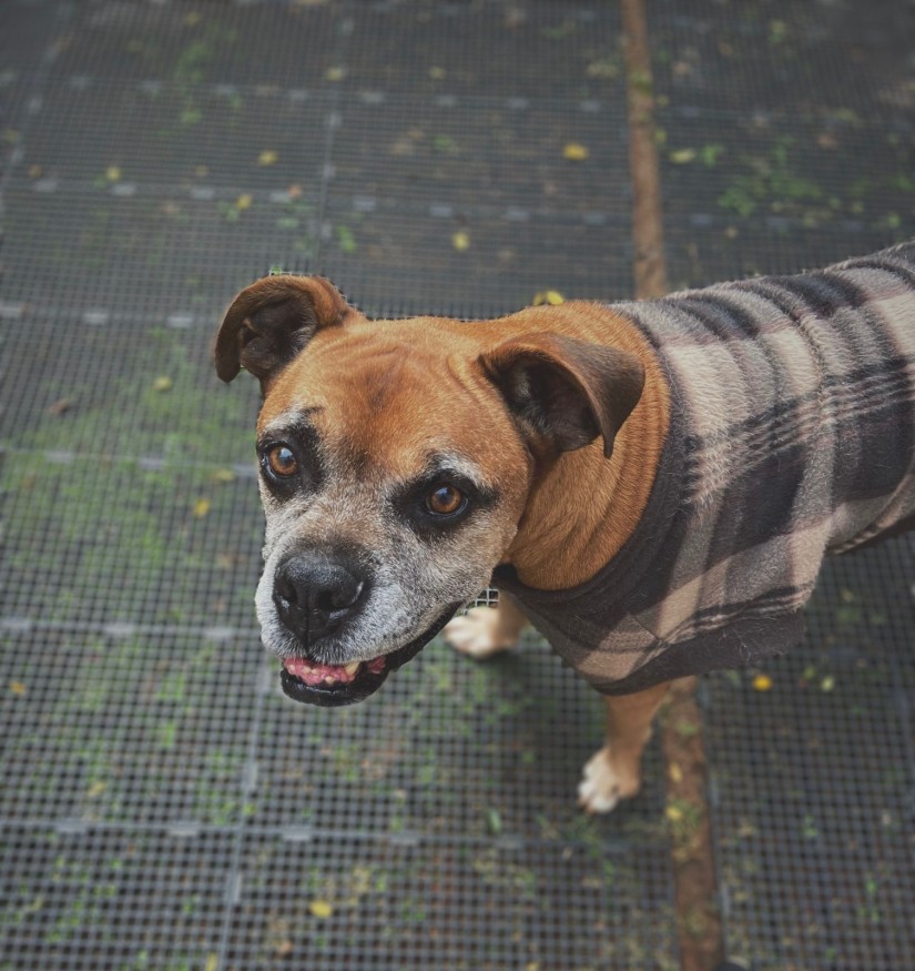 THANOS (Canino macho) Boxer C1