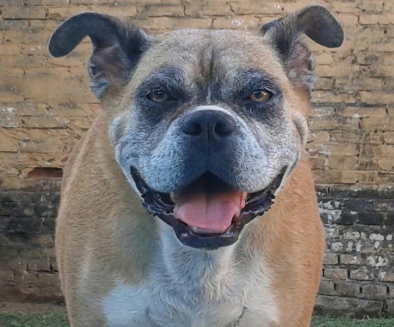 SAFIRA (Canino fêmea) Boxer/Bulldog C4