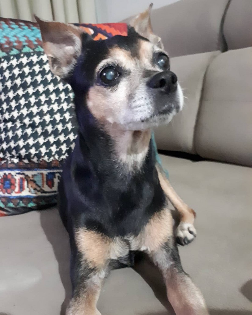 PITUXA (Canino fêmea) Srd Pp C3