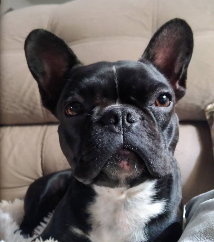 NORTENA (Canino fêmea) Bulldog francês C2