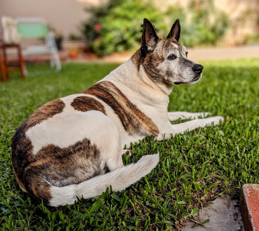 LANA(Canino fêmea) Srd Gp C1