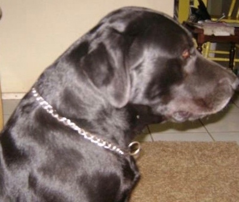 JACK (Canino) Labrador C2