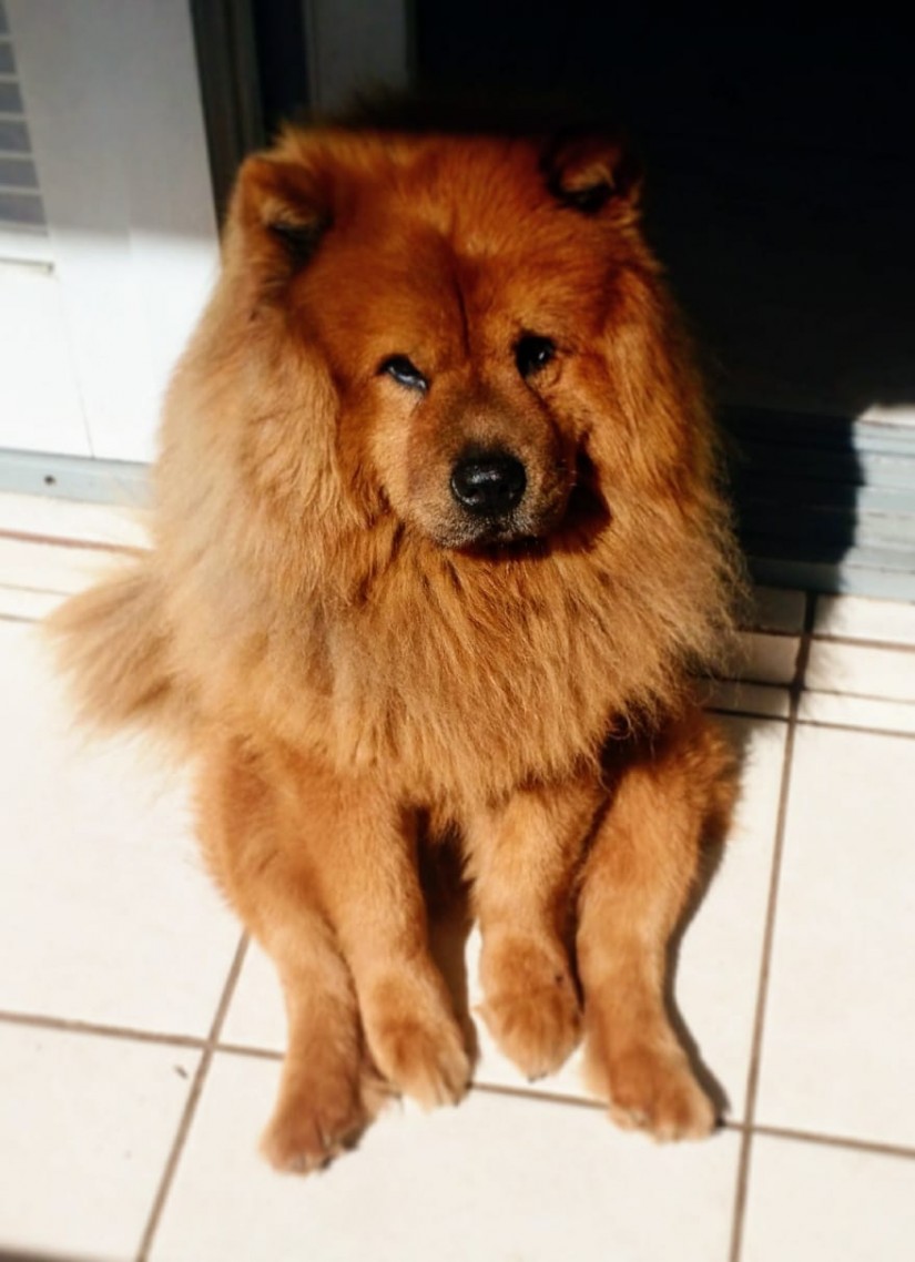 CHANG (Canino macho) Chow Chow C1