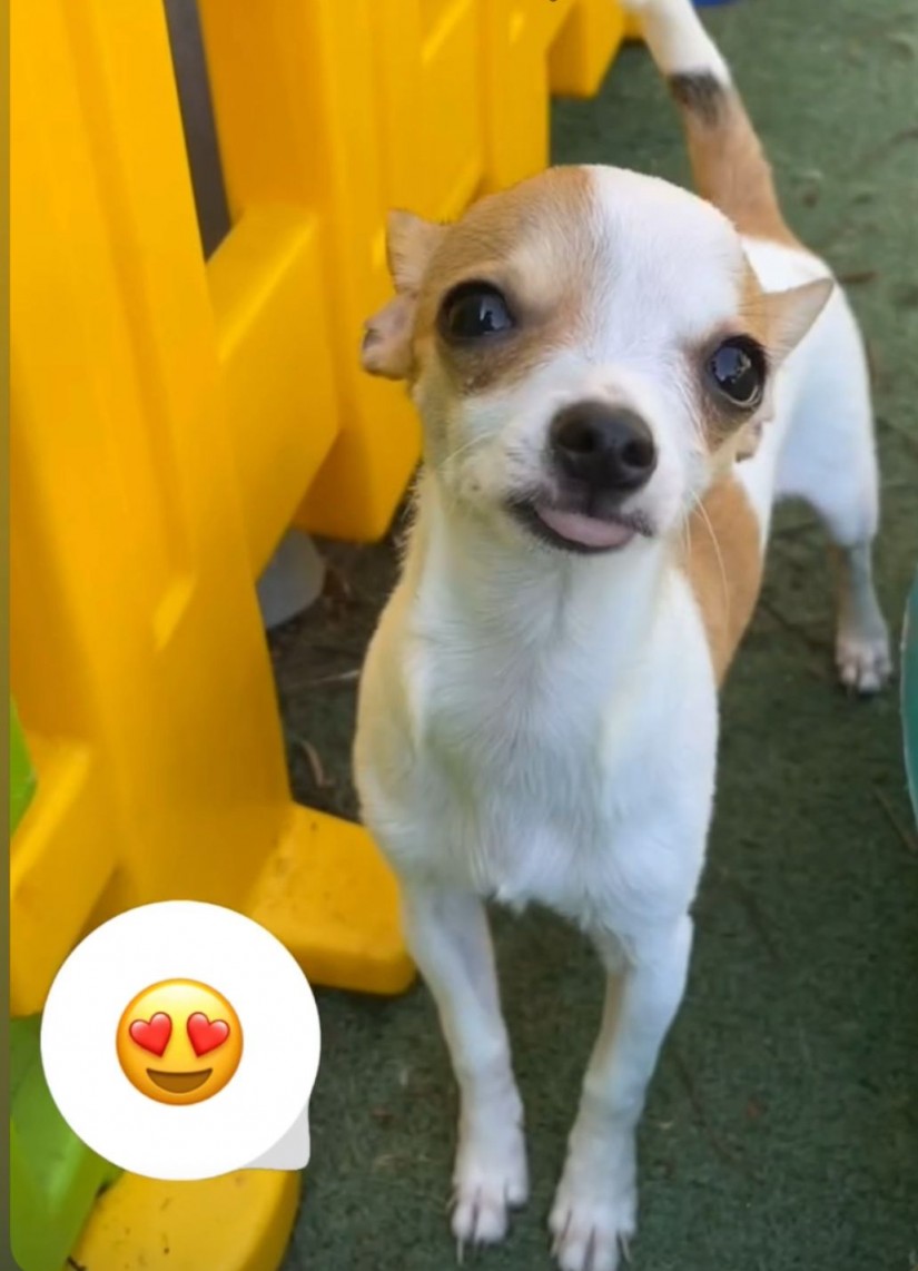 ZAIA (Canino fêmea) Srd Pp C3