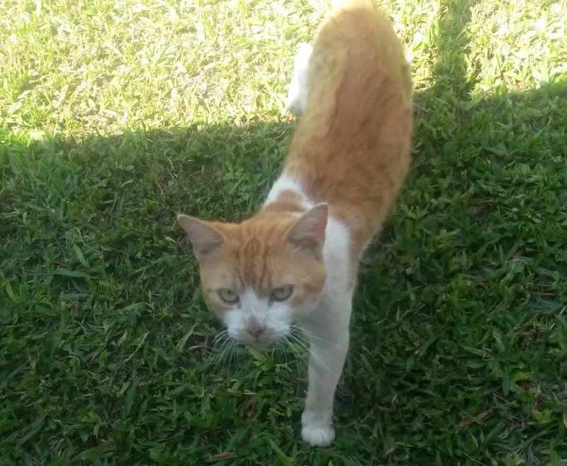 MUCHI (Felino Srd)