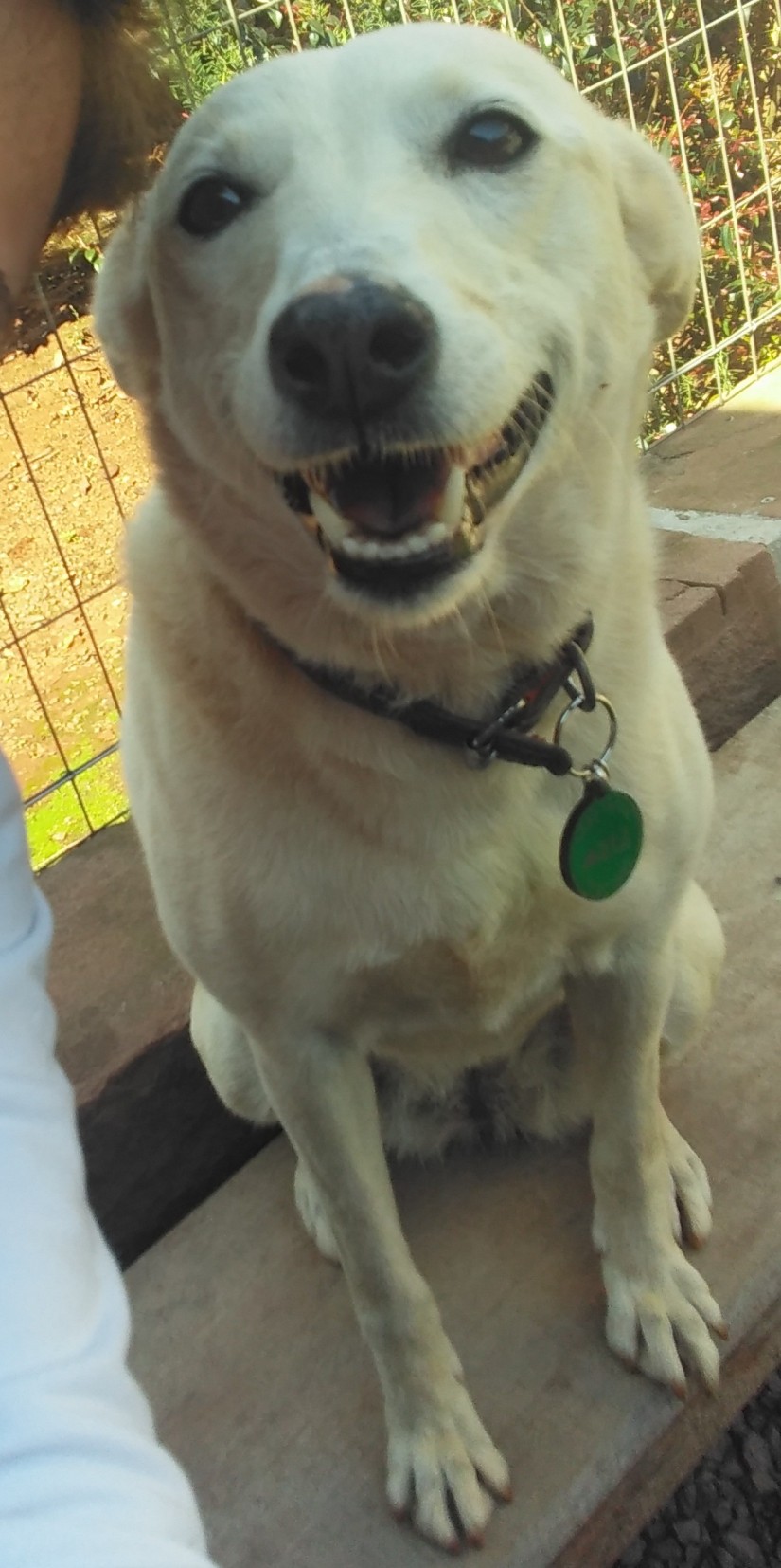 LISA (Canino fêmea) Srd Mp C3