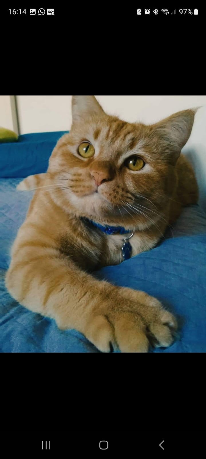 BLU (Felino macho) Srd C4