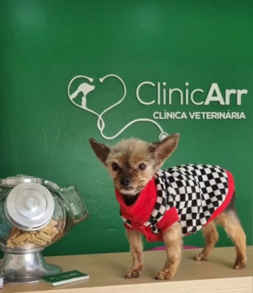 FREDERICO (Canino macho) Yorkshire terrier C1