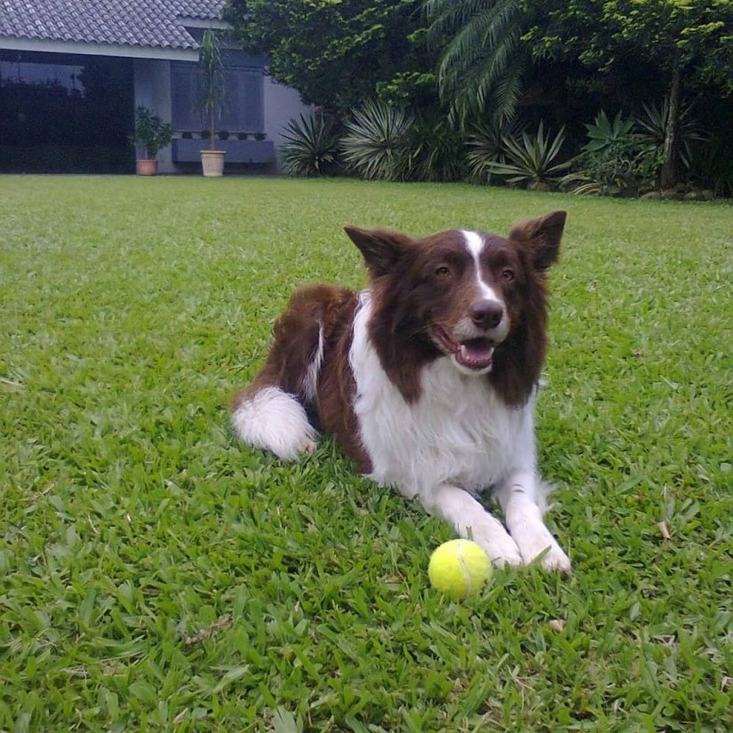 ALBERT (Albi) Canino macho Border Collie C4