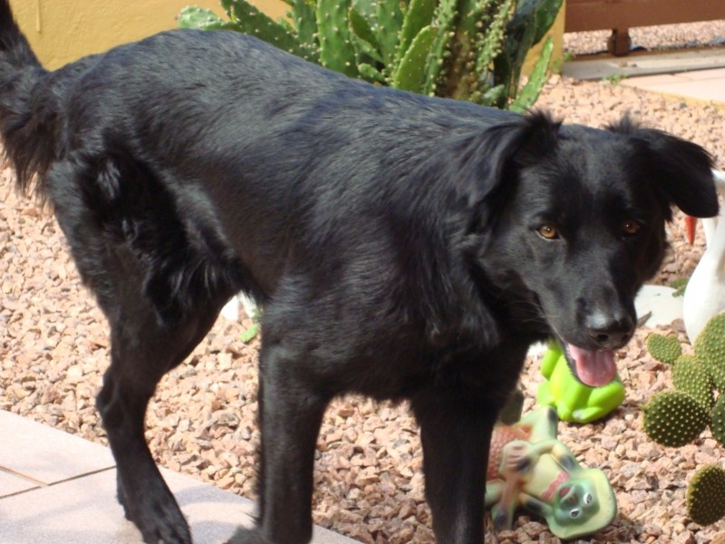 PRETA (Canino) Pastor Belga