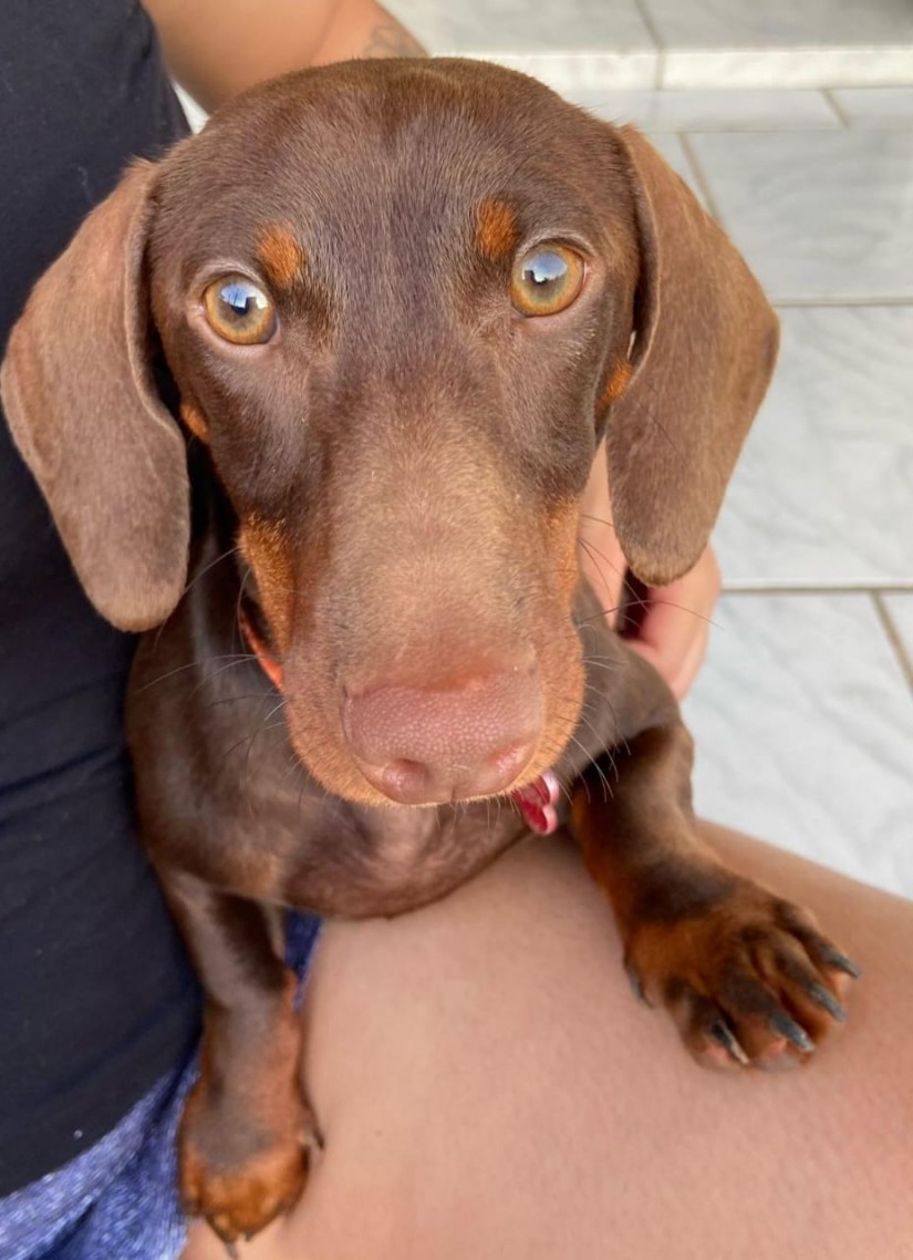 CHOCOLATE (Canino macho) Daschund C3