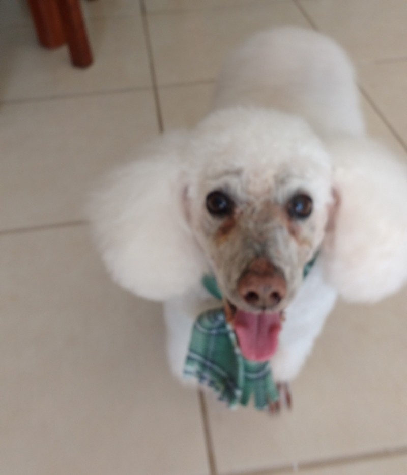 THOR (Canino) Poodle