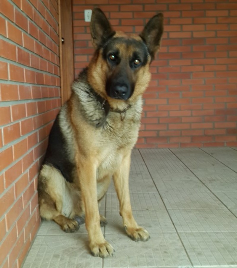 TOBI (Canino) Pastor Alemão