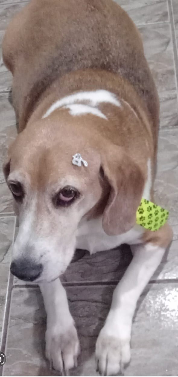 BEBÊ KBACH (Canino macho) Srd Mp C1