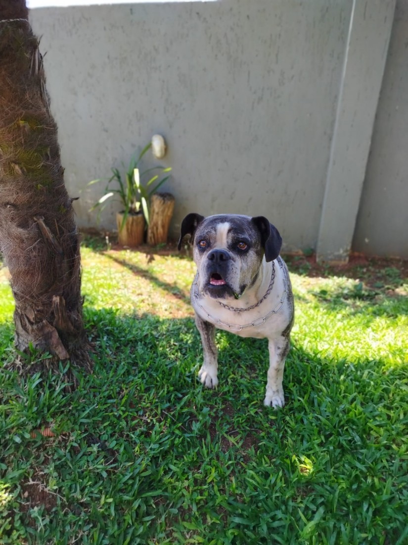 FIONA (Canino fêmea) Bulldog Campeiro C3