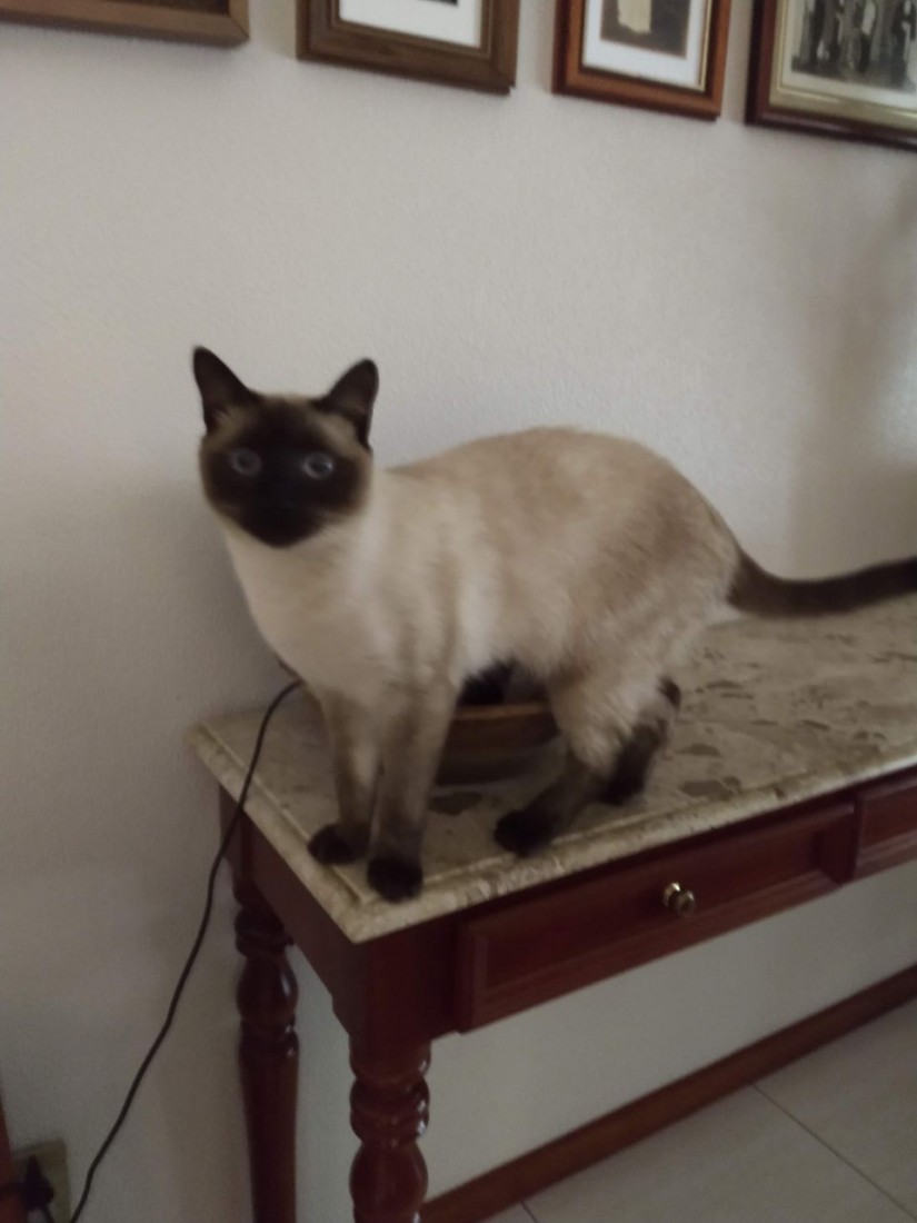 NINI/TOM (Felino macho) Siamês C2