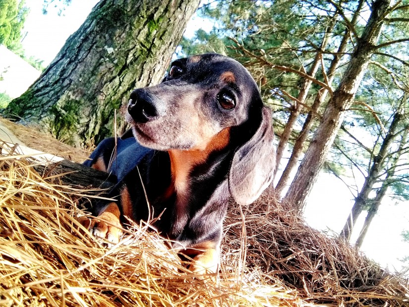 LÍLI (Canino fêmea) Daschund/Srd C1