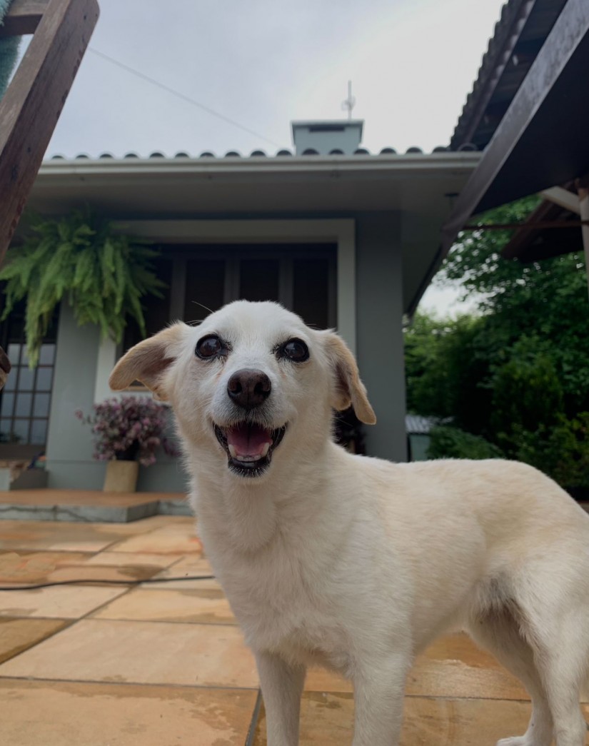 DORA (Canino fêmea) Srd Pp C2