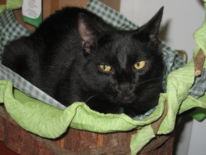 ZIGGY (Felino macho) Srd C1