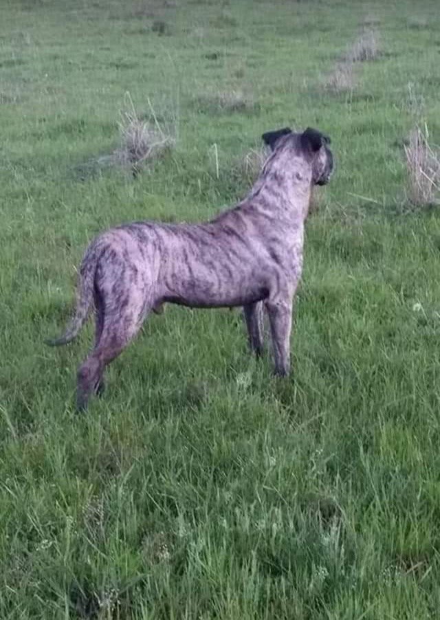 ROCK (Canino macho) Cimarron Uruguaio C3