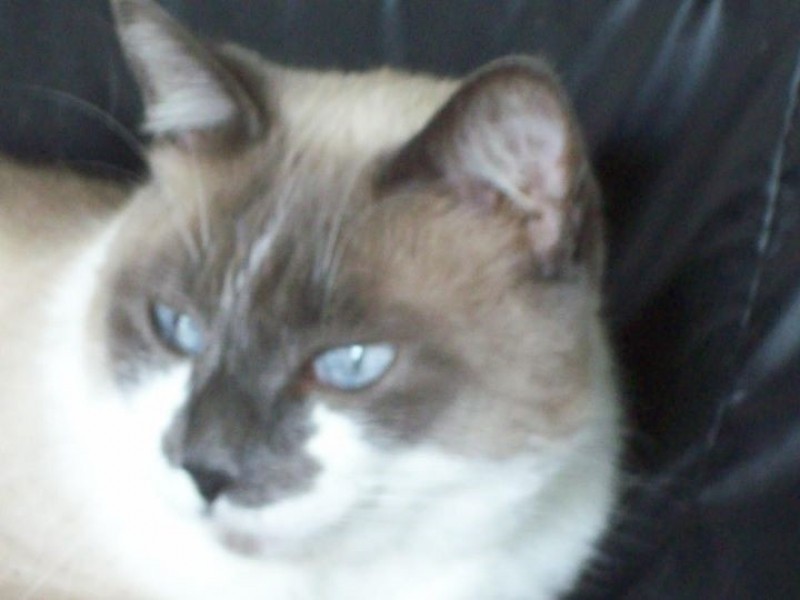 MIMI (Felino) Srd