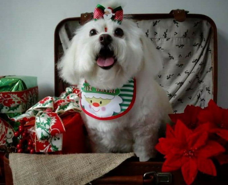 BOLINHA (Canino) Poodle/Pequinês