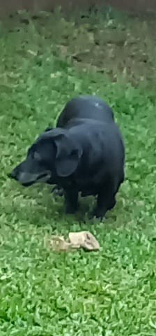 MELODY (Canino fêmea) Daschund C1