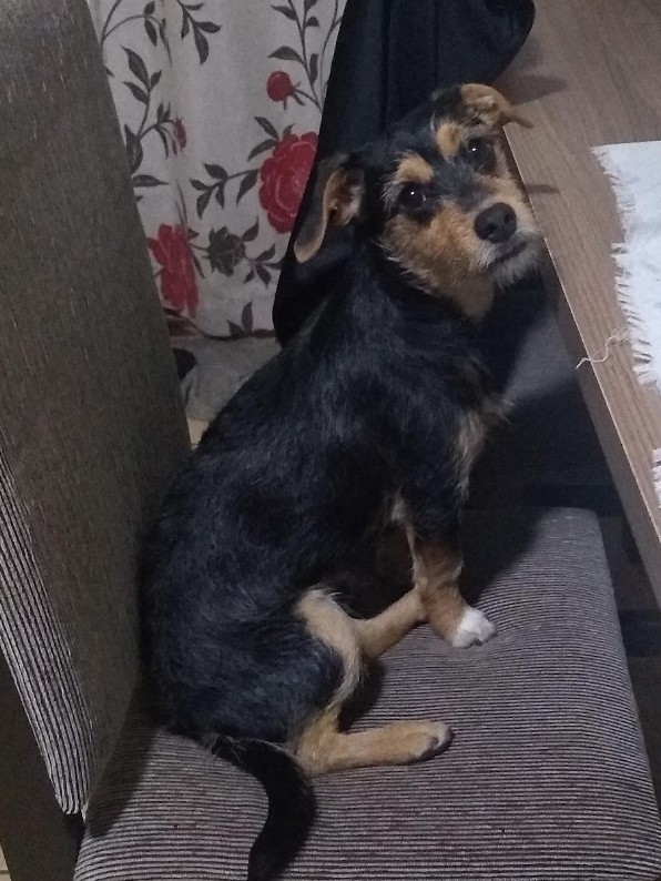 HECTOR (Canino Macho) Srd Pp C4
