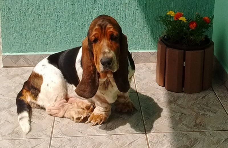 BRANDY (Basset Hound)