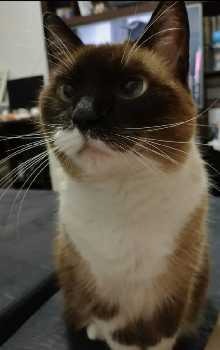 LUIZA AHLERT (Felino fêmea) Siamês C4