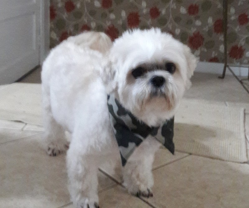 SPIKE (Canino) Shih-tzu